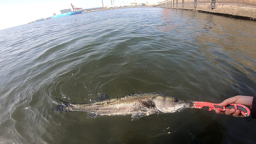 シーバスの釣果