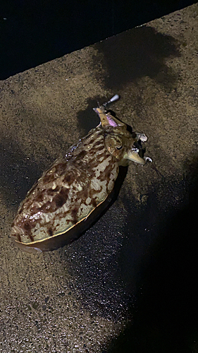 コウイカの釣果