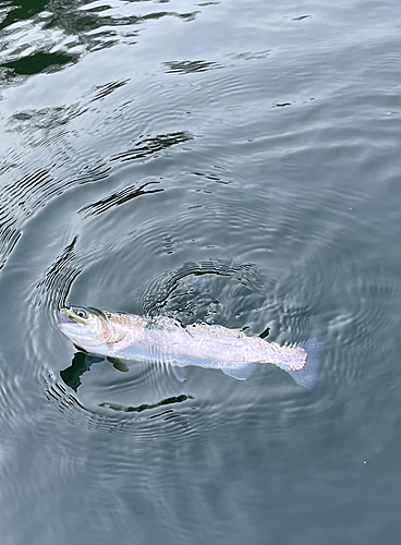 ニジマスの釣果