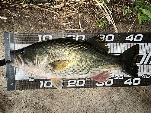 ブラックバスの釣果