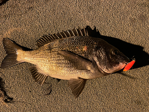 チヌの釣果