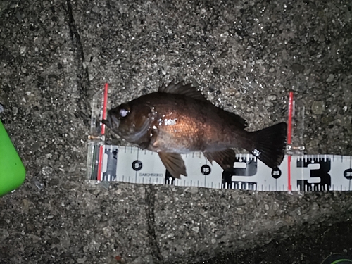 シロメバルの釣果