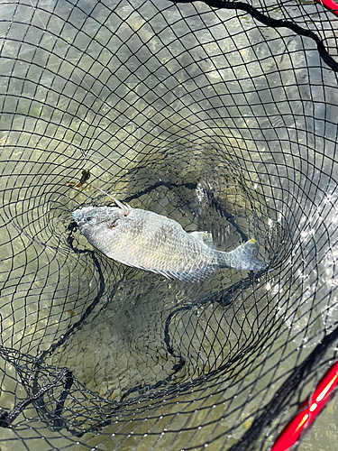 キビレの釣果