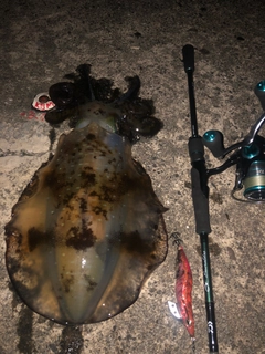 アオリイカの釣果