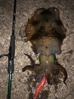 アオリイカの釣果