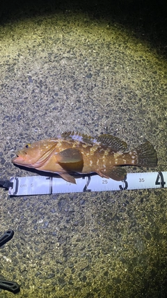 アコウの釣果