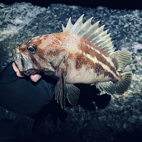 シマゾイの釣果