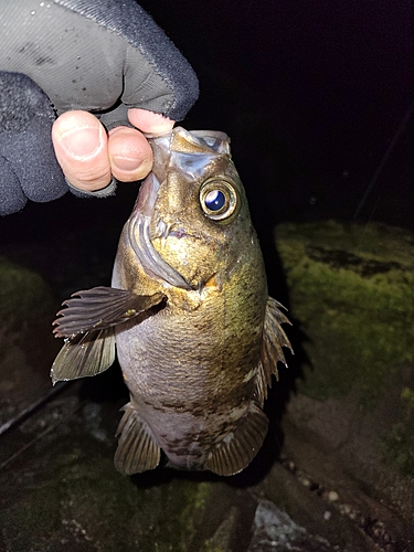 クロメバルの釣果