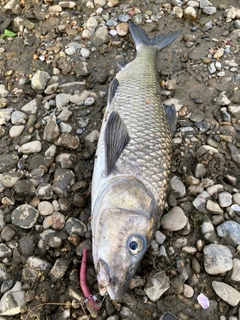 ニゴイの釣果