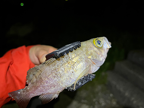 シロメバルの釣果