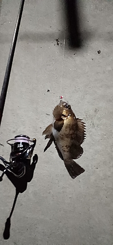 シロメバルの釣果