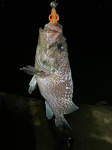 ソイの釣果