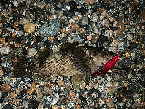 ソイの釣果