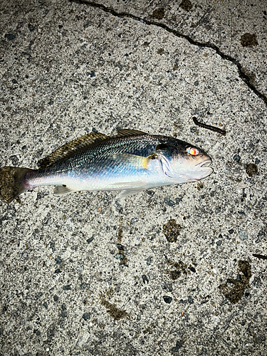 イシモチの釣果