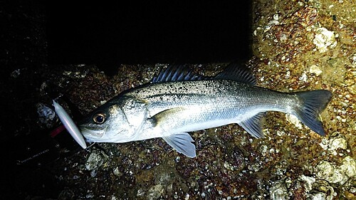 セイゴ（マルスズキ）の釣果