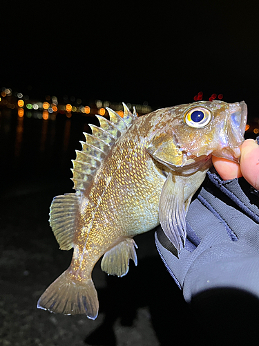 ガヤの釣果