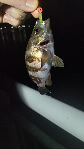 メバルの釣果