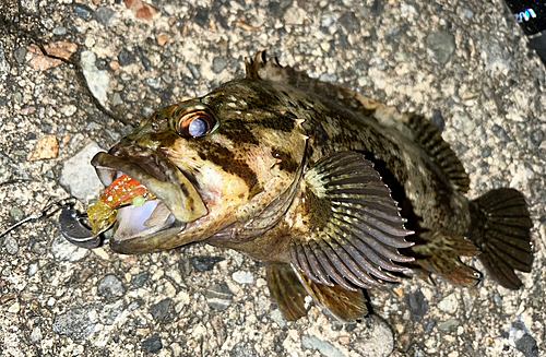 ムラソイの釣果