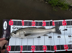 ハネ（マルスズキ）の釣果