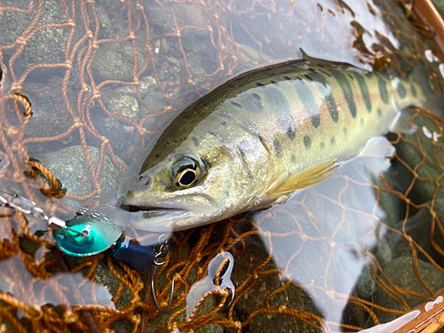 ヤマメの釣果