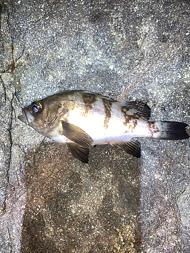 シロメバルの釣果