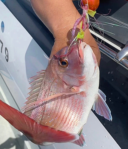 マダイの釣果