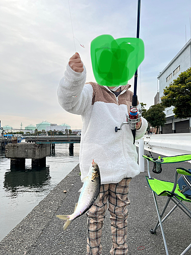 コノシロの釣果