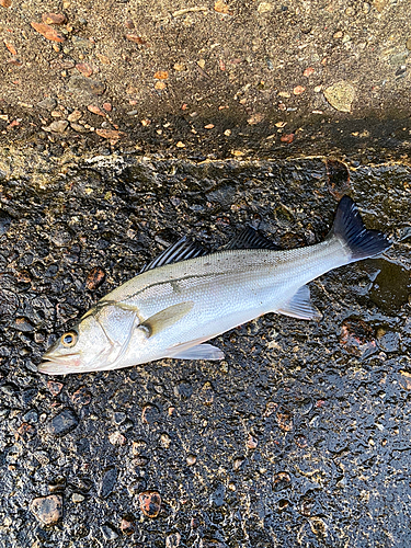 セイゴ（マルスズキ）の釣果