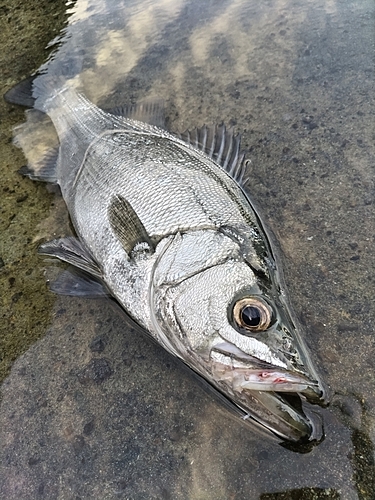 ヒラスズキの釣果