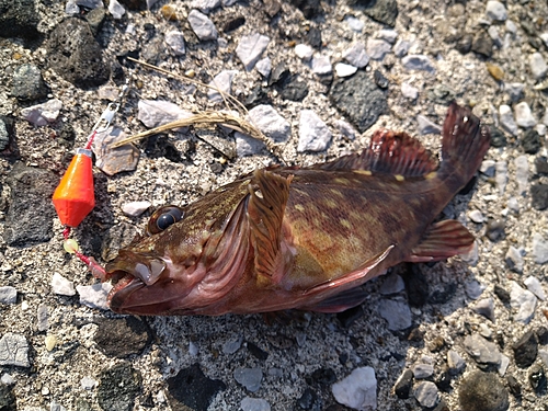 カサゴの釣果