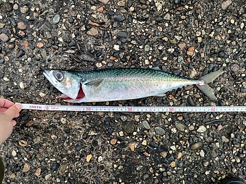 サバの釣果