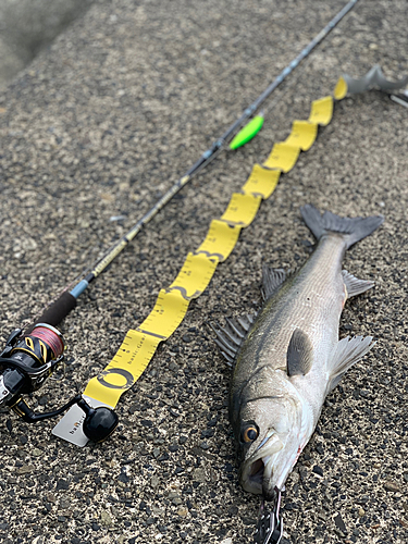 シーバスの釣果