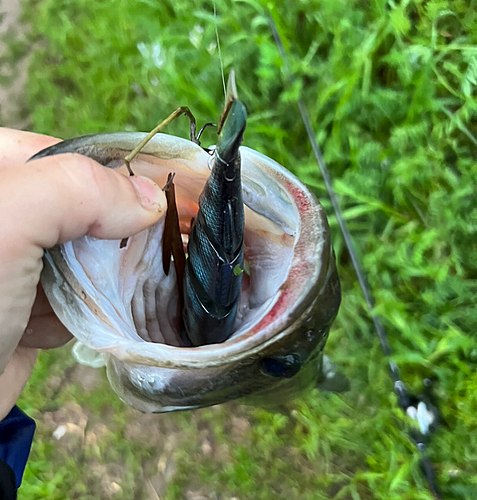 ブラックバスの釣果