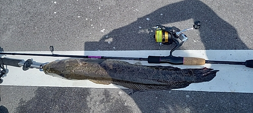 ライギョの釣果