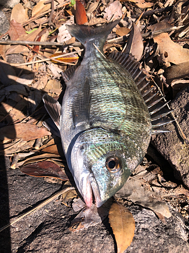 メイタの釣果