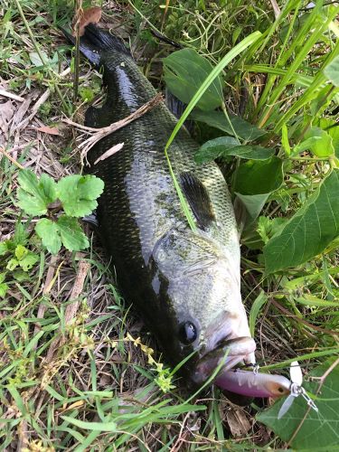 ブラックバスの釣果