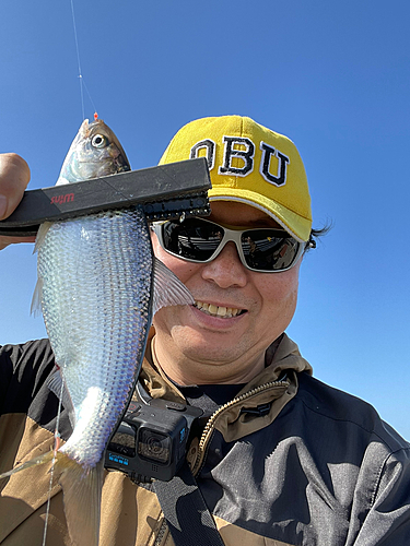 コノシロの釣果