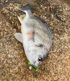 キビレの釣果