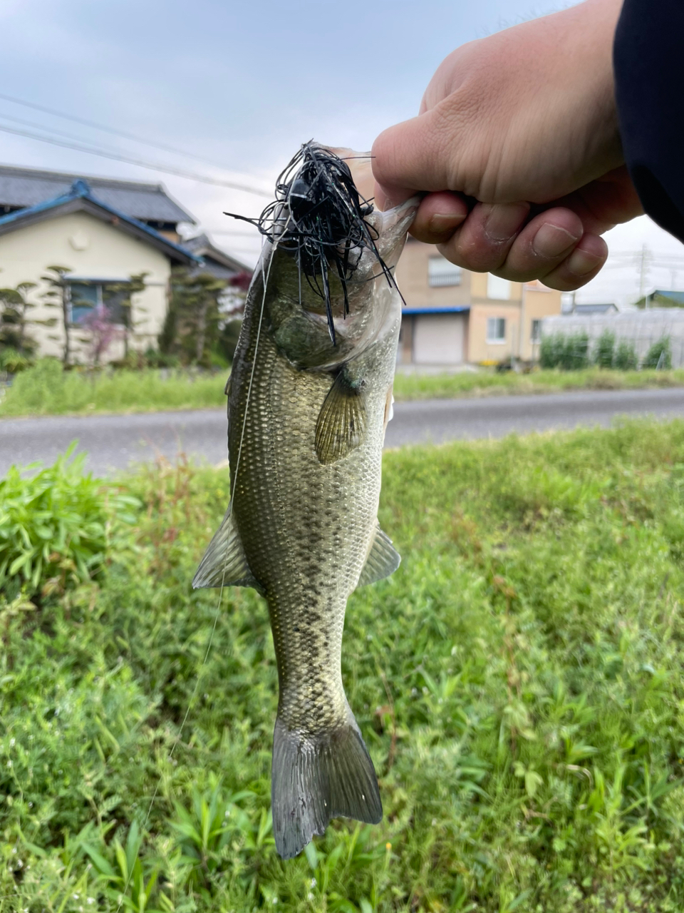 ブラックバス