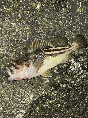 シマゾイの釣果