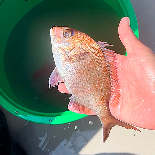 マダイの釣果