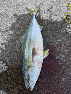 ハマチの釣果