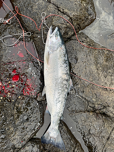 サクラマスの釣果