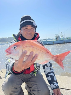 マダイの釣果