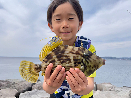 カワハギの釣果