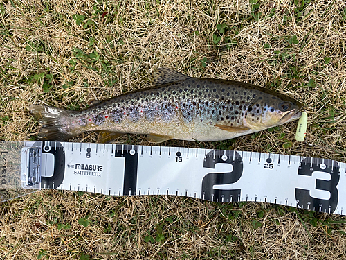 ブラウントラウトの釣果