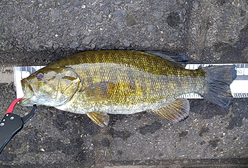 スモールマウスバスの釣果