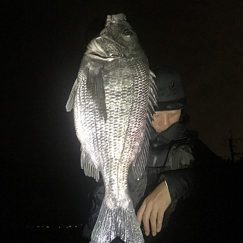 チヌの釣果