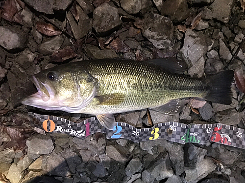 ブラックバスの釣果