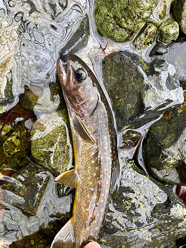 イワナの釣果